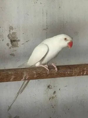 Ringneck Albino Female