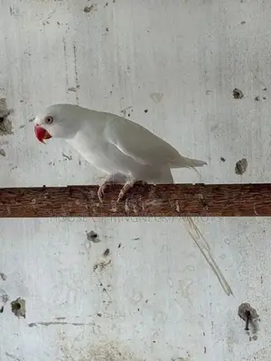 Ringneck Albino Female