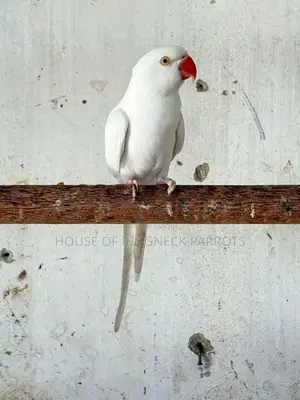 Ringneck Albino Female