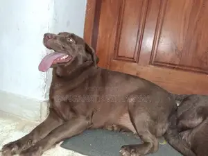 American Chocolate Brown Labrador