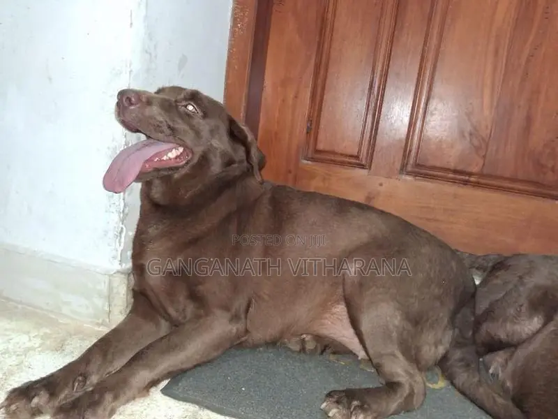 American Chocolate Brown Labrador