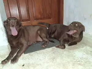 American Chocolate Brown Labrador