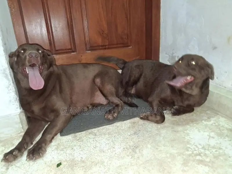 American Chocolate Brown Labrador