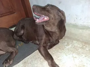 American Chocolate Brown Labrador