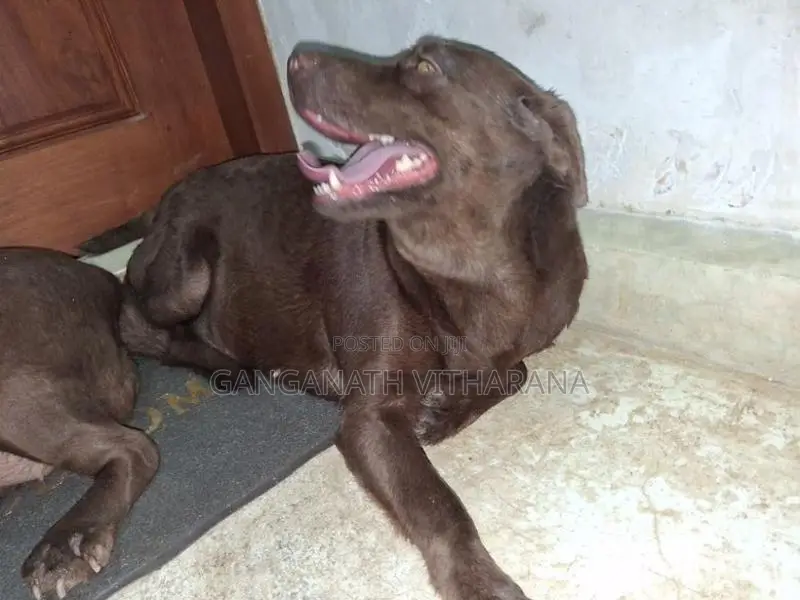 American Chocolate Brown Labrador
