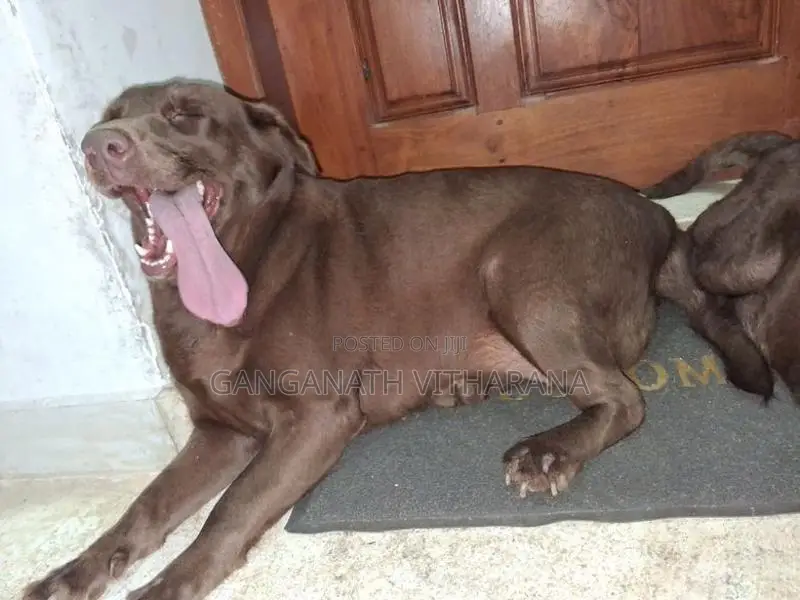 American Chocolate Brown Labrador