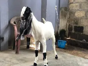 Jamunapari Goat