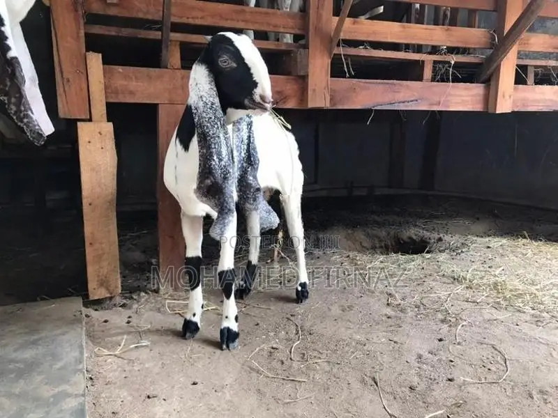 Jamunapari Goat