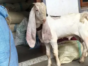 Jamunapari Goat