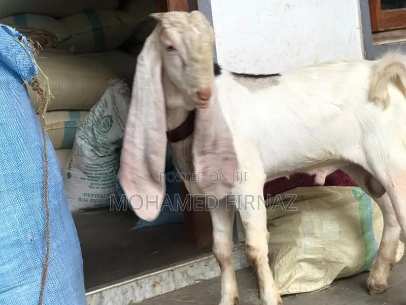 Jamunapari Goat