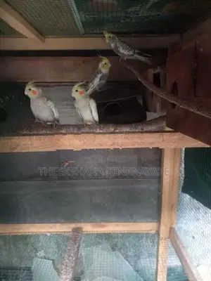 Cocktail Pair