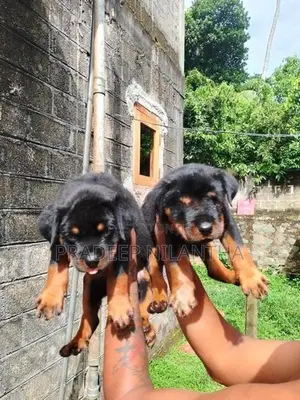 Rottweiler Puppies