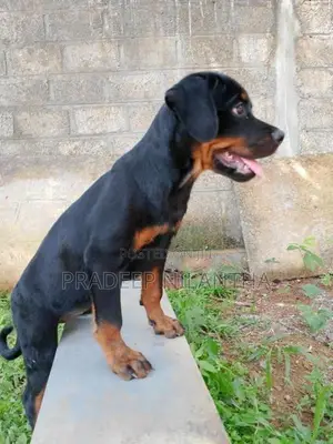 Rottweiler Puppies