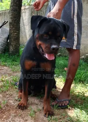 Rottweiler Puppies