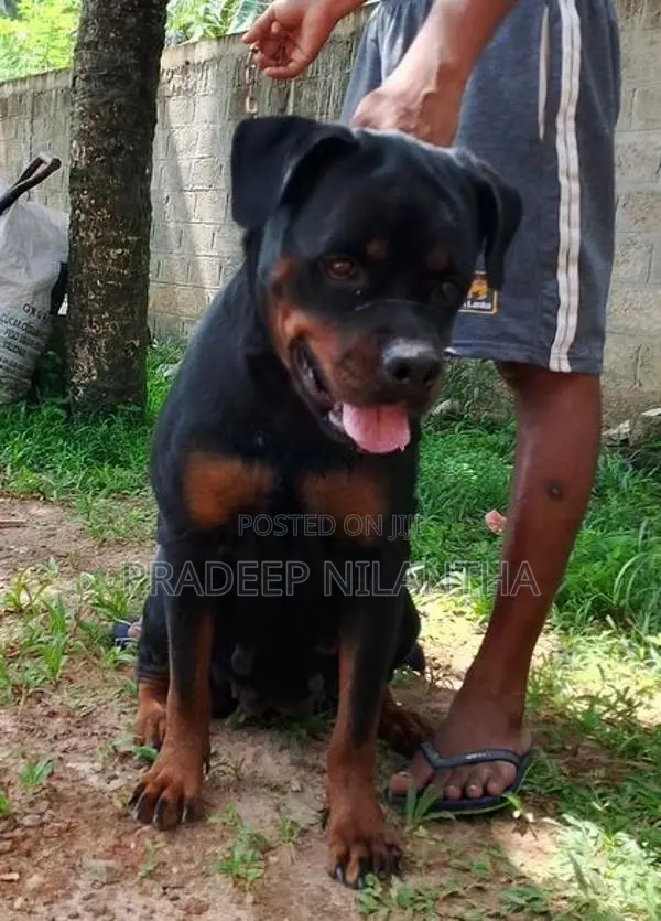 Rottweiler Puppies