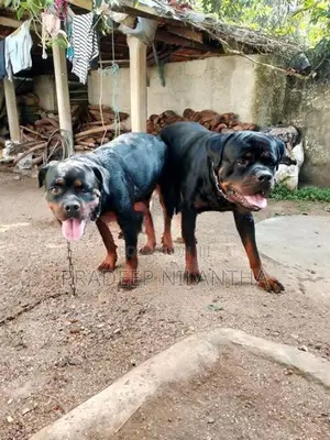 Rottweiler Puppies