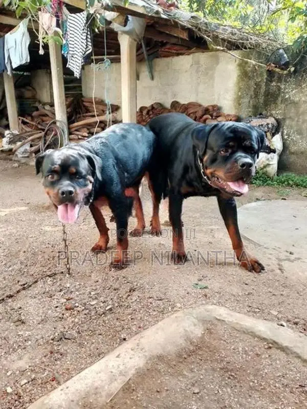 Rottweiler Puppies