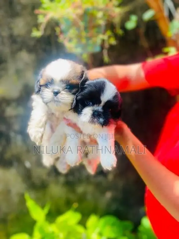 Shih Tzu Puppy
