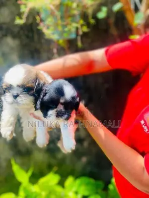 Shih Tzu Puppy