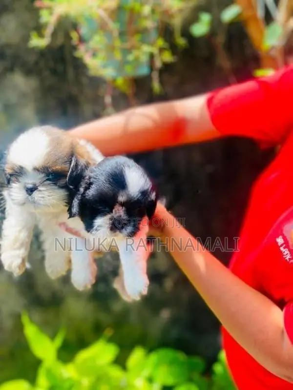 Shih Tzu Puppy