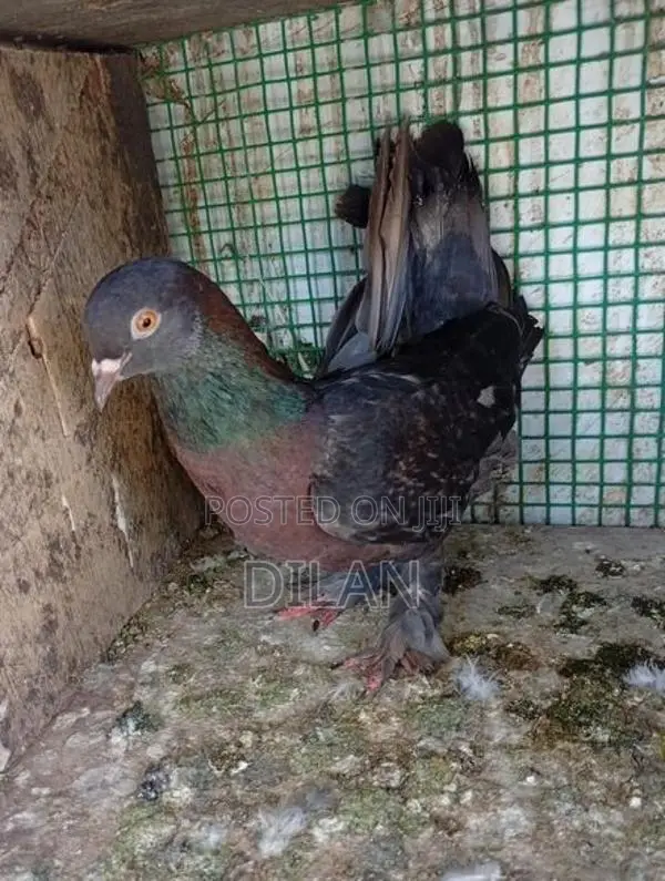 Pigeon
