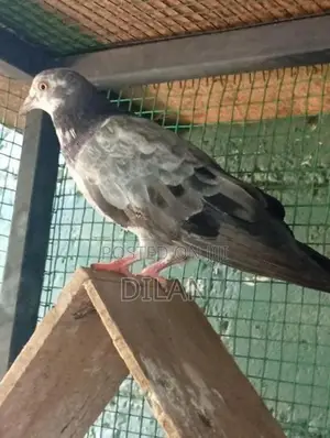 Pigeon