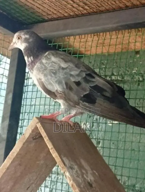 Pigeon