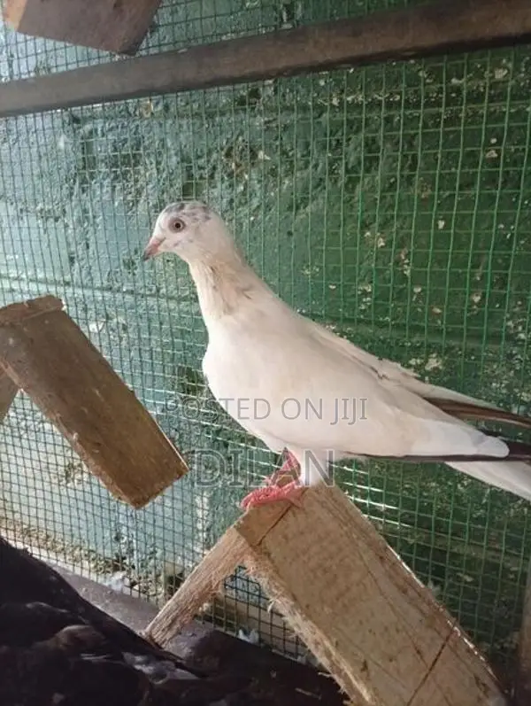 Pigeon