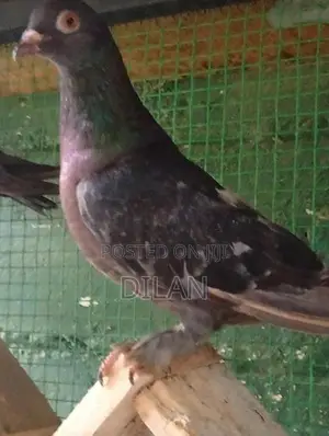 Pigeon