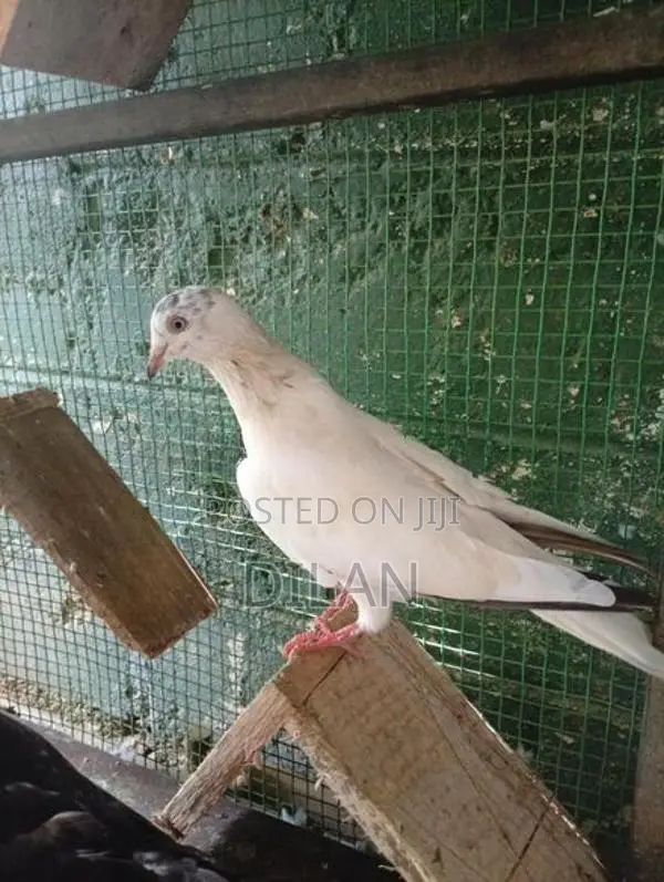 Pigeon