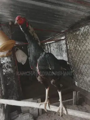 Rooster