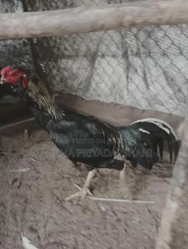 Rooster