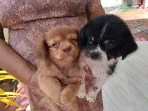Pomeranian Puppy