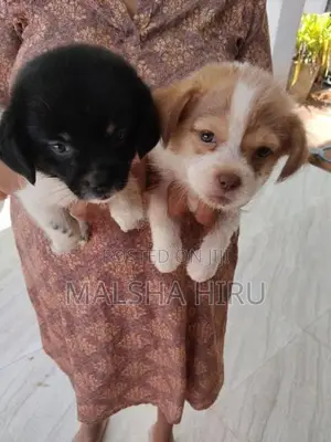Pomeranian Puppy
