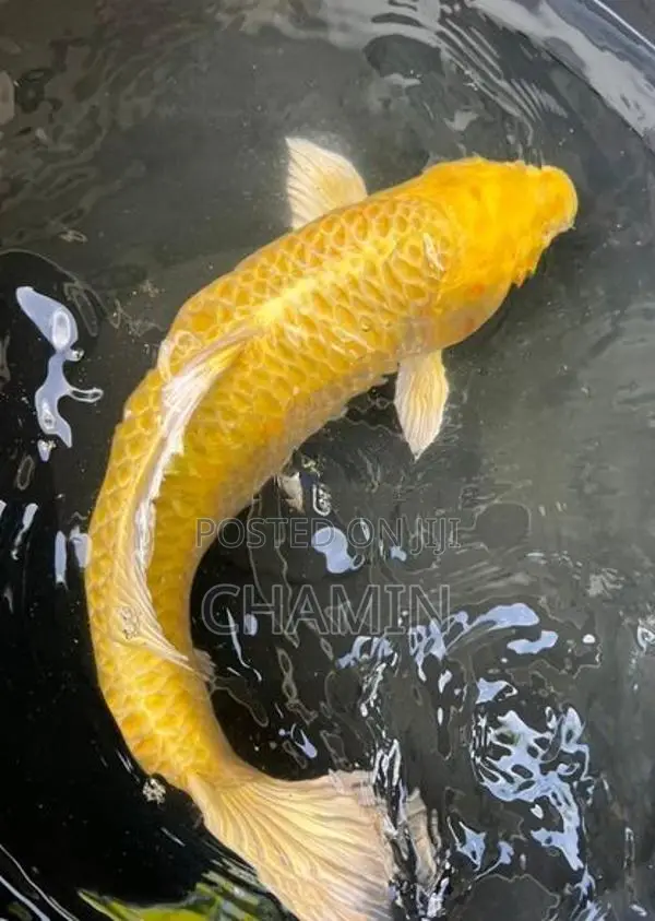 Gold Organ Koi 16 Inches