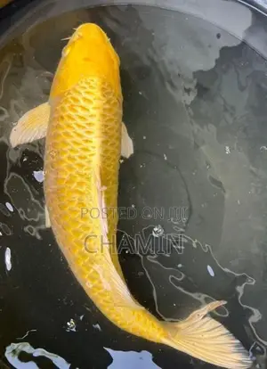 Gold Organ Koi 16 Inches