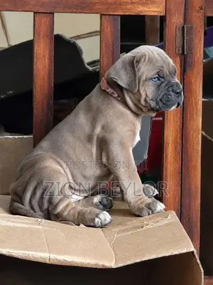 Cane Corso Italiano Puppies