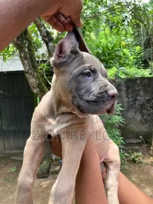 Cane Corso Italiano Puppies