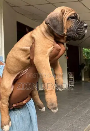 Cane Corso Italiano Puppies