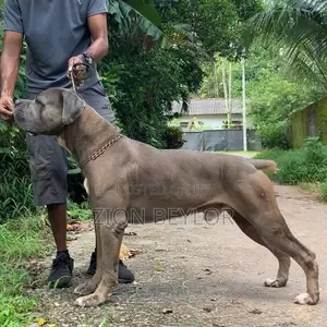 Cane Corso Italiano Puppies
