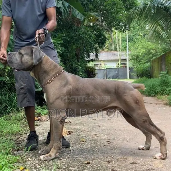 Cane Corso Italiano Puppies