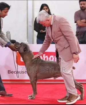 Cane Corso Italiano Puppies