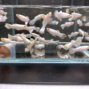 ගප්පි - Snow White Guppy