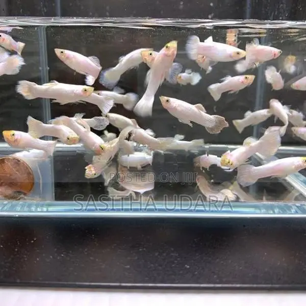 ගප්පි - Snow White Guppy