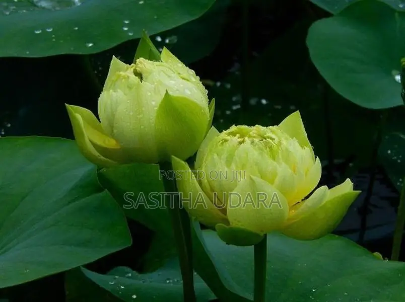 Bangkok Yellow Lotus Plants