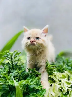 Persian cat