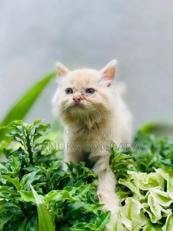 Persian cat