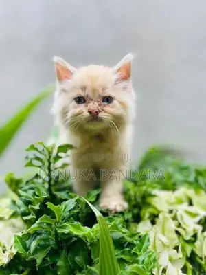Persian cat