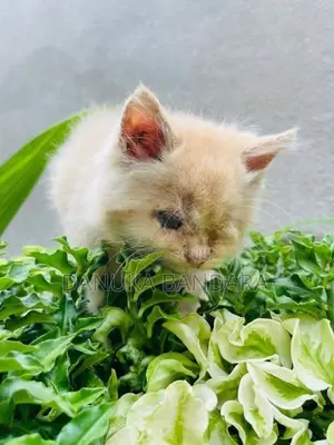 Persian cat