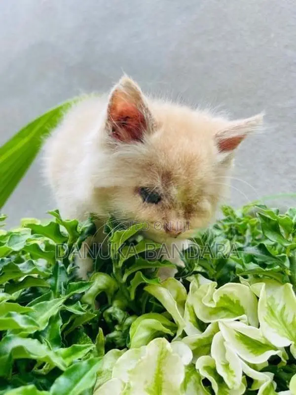 Persian cat